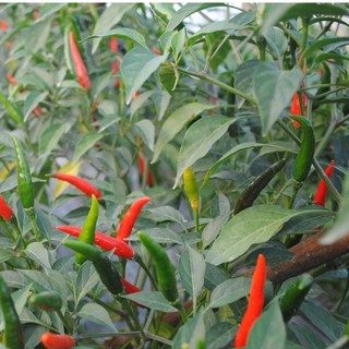 Hạt giống ớt chỉ thiên siêu cay - 1 gói 30 hạt