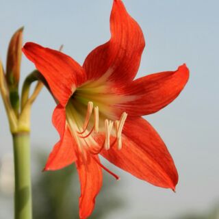 Lan huệ nội cam dại ( 5 củ )