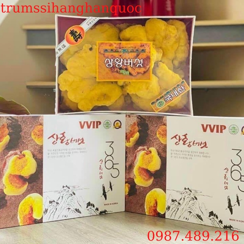 [HÀNG MỚI VỀ] Nấm Thượng Hoàng Hàn Quốc 500gr [HỘP QUÀ BIẾU SANG TRỌNG]