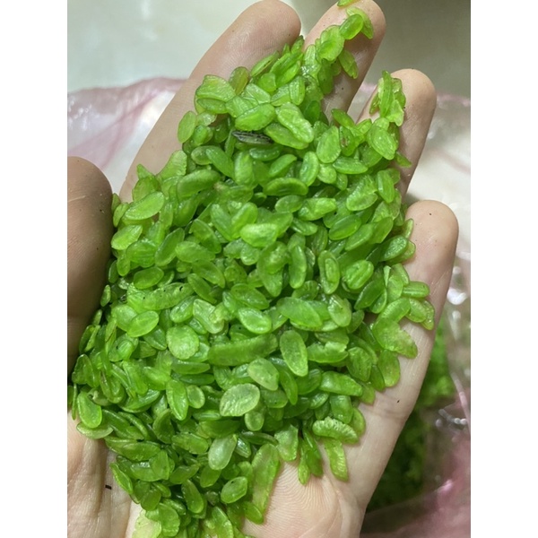 Hạt cốm xanh khô nấu chè