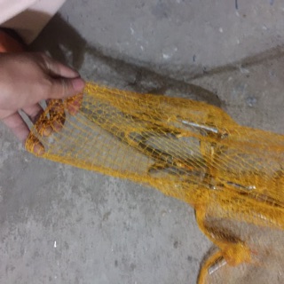 Chài dù bắt tôm tép cá