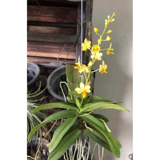 Chậu Hồ Điệp Rừng