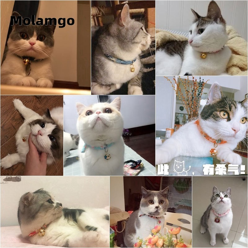 MOLAMGO Vòng cổ gắn chuông dùng cho mèo cưng tiện dụng