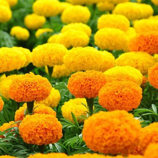 20 HẠT GIỐNG CÚC VẠN THỌ ĐỎ CAM