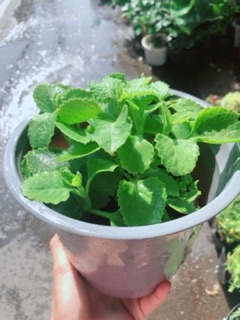 Chậu Rau Tần Lá Dày Trị Ho