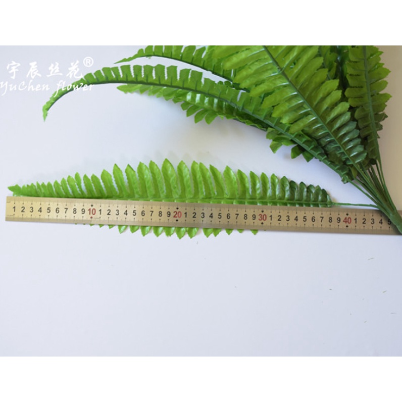 Cây dương xỉ Ba Tư giả tán rộng phù hợp decor trong và ngoại nội thất cao
