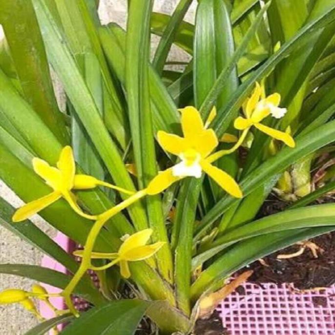 Hoa phong lan kiếm vàng ( thuần chậu, sire to)