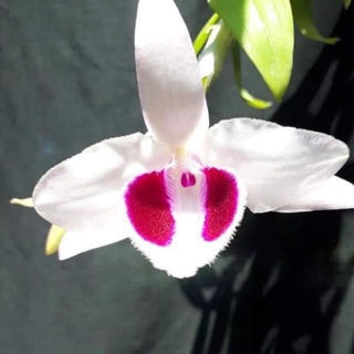 giò hoa lan phi điệp tím mắt đỏ hòa bình