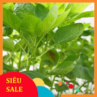 20g Hạt giống Rau Dền xanh