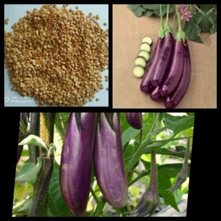 50 Hạt giống cà tím dài