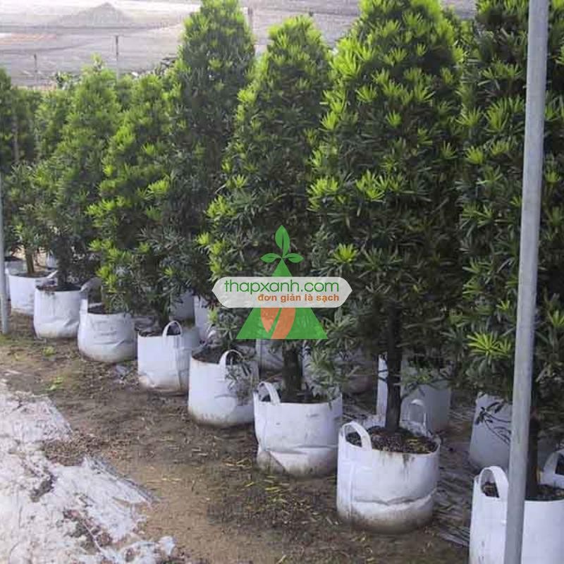 Bộ 20 túi trồng cây 2 quai (Φ40 x h35)