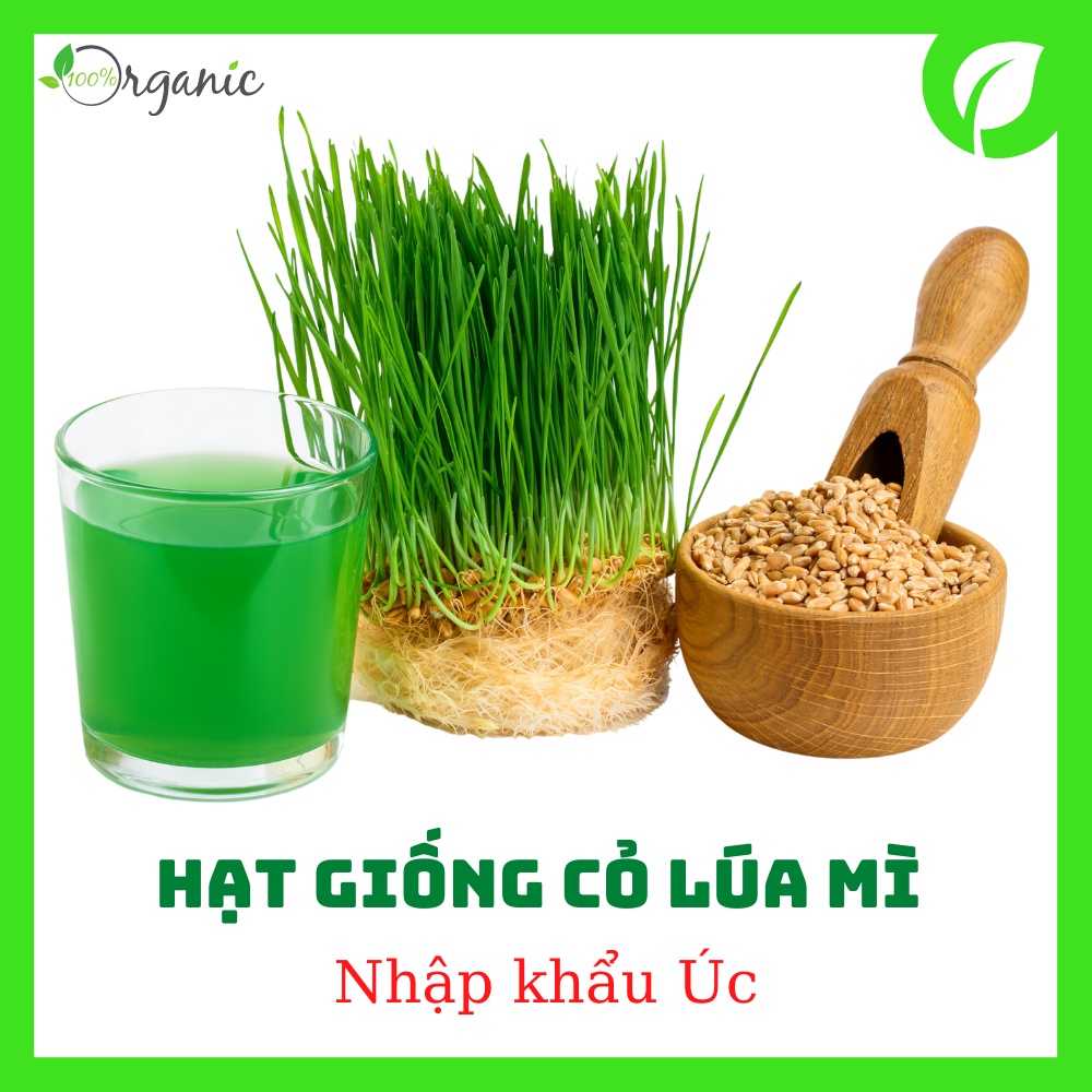 Hạt giống cỏ lúa mì, lúa mạch, cỏ mèo, nhập khẩu Úc Khaiminheco 100g