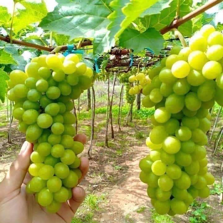 VIỆT_NHO TAO
