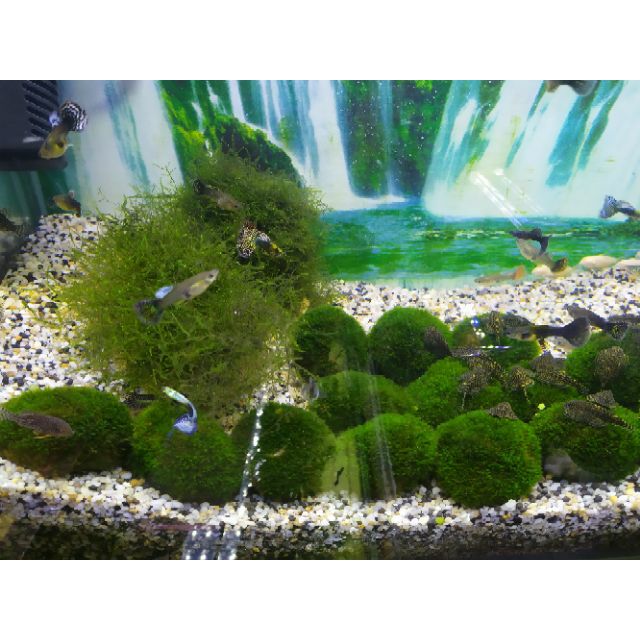 Cầu rêu MINIFISS lá nước siêu đẹp để trang trí bể cá.