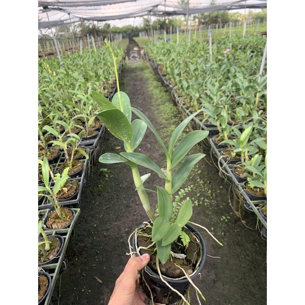 Hoa Lan Denro Nắng Burana cây đang nụ