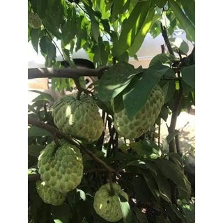 cây giống na thái cao 60cm