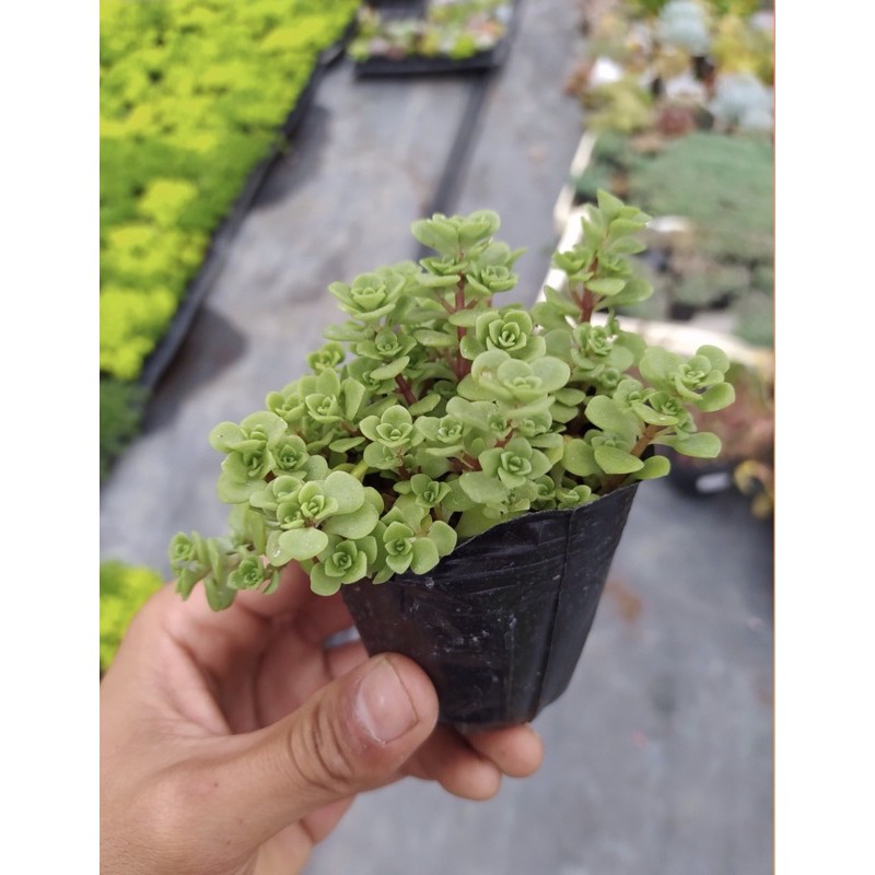 SEN ĐÁ SEDUM VẢY CÁ ĐÀ LẠT SIZE BÉ, SIÊU KHOẺ ĐẸP, THUẦN MỌI KHÍ HẬU, HƯ 1 ĐỔI 1