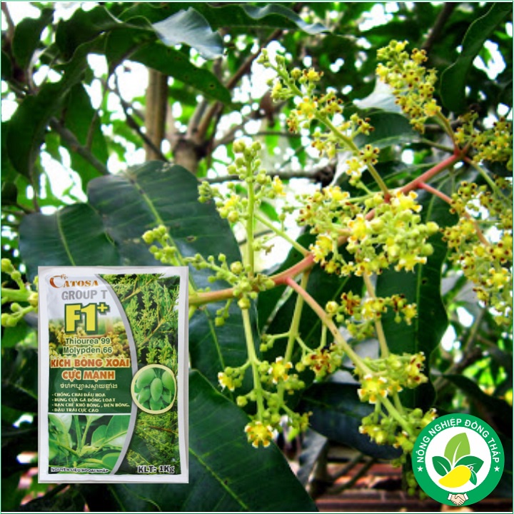 Kích bông xoài Thiourea 99 F1+ gói 1kg