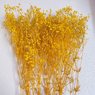 Mua Hoa Baby Bloom vàng cực sang Gypsophila hoa khô trang trí phòng