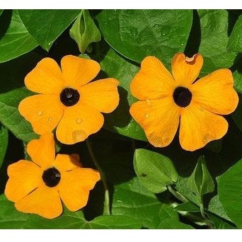 500H  - #Hạt_Giống_Hoa_Ánh_Dương_Mix ( tặng kèm kích mầm và phân bón )