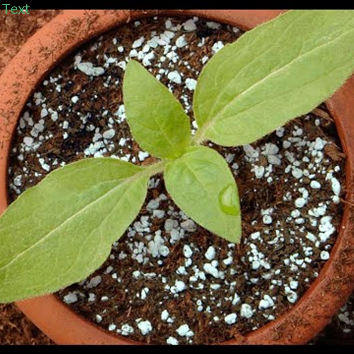 1kg Đá perlite - Đá trân châu- trộn giá thể trồng hoa, sen đá , xương rồng