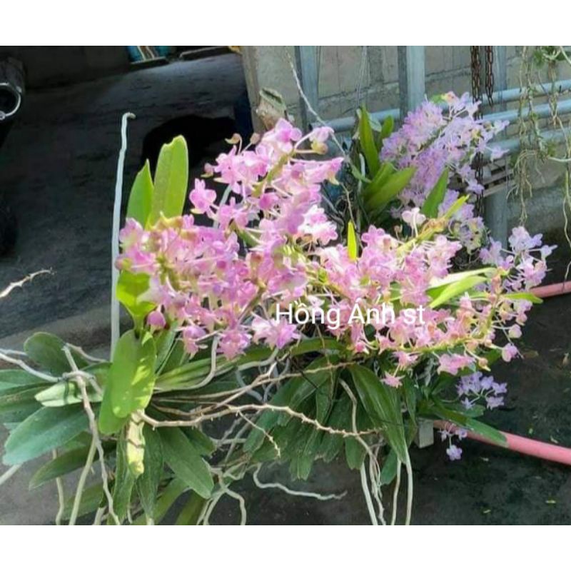 Lan Hồng nhạn Bình thuận- hoa màu hồng, sai hoa, cây dễ trồng, chịu nóng,thích hợp nhiều vùng khí hậu.