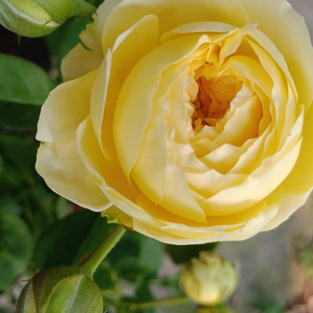 Cây hoa hồng ngoại Catalina đang nụ(ảnh thật)