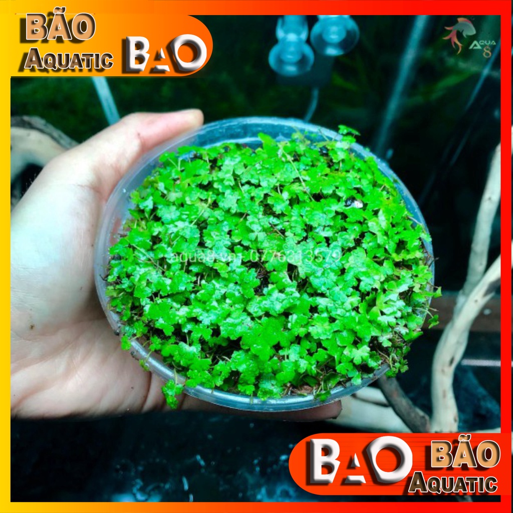 Rau má hương Cây thủy sinh trãi nền