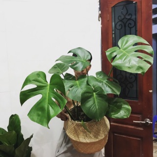 Trầu bà lá xẻ, Monstera cây trang trí, hút khí độc trong phòng, lọc không khí
