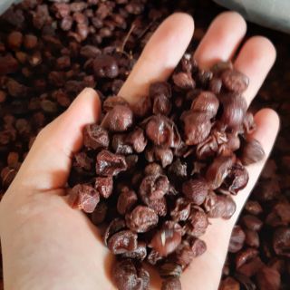 1 kg Quả mắc mật loại I