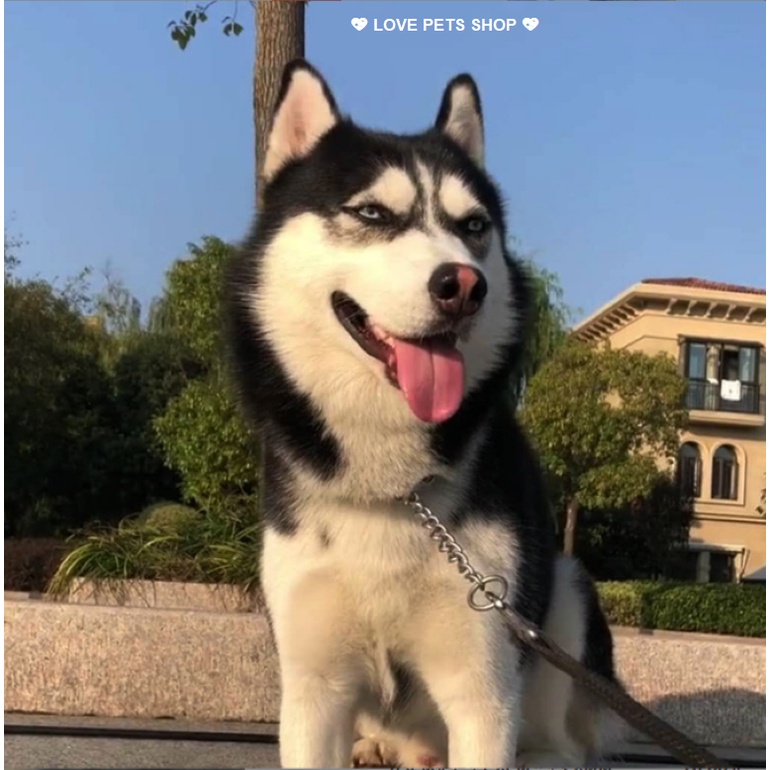 BỘ DÂY DẮT KÈM VÒNG CỔ CHO CHÓ MÈO BẰNG THÉP KHÔNG GỈ TAOTAOPETS - LOVE PETS SHOP