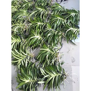ComBo 5 Cây giống Hoa Lan Mokara Nhiều Màu  Đỏ,Vàng,Tím,Hồng,Trắng cây cao 20-30 cm