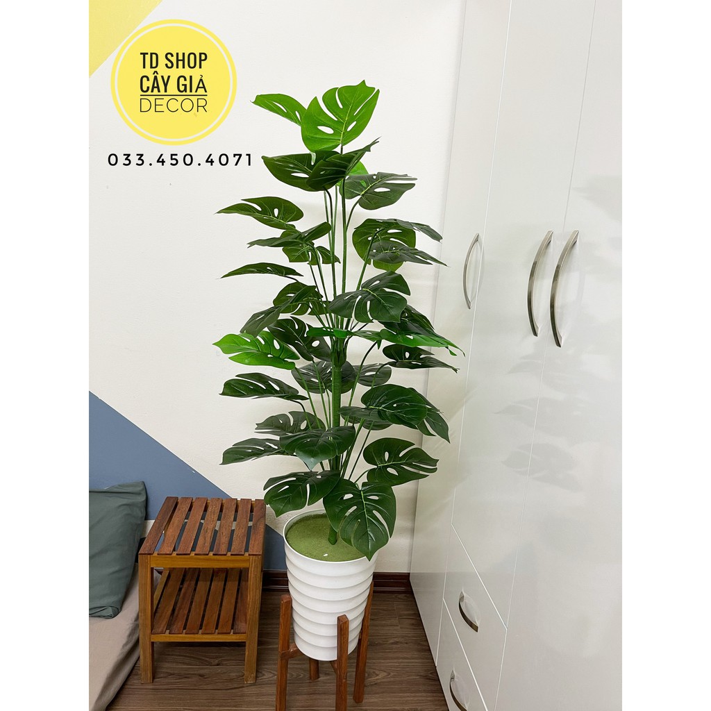 Cây trầu bà Monstera cao 1M3