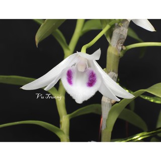 Kie phi điệp phú thọ hàng nhân kie bảo hành mặt hoa