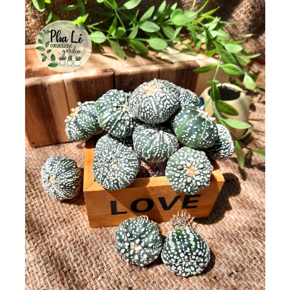 Cây xương rồng Aster Kabuto siêu cute 2 size