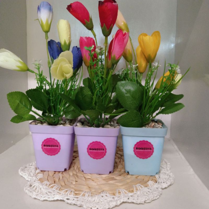 Bộ 3 Chậu Hoa Tulip Mini 35rb Kèm Chậu