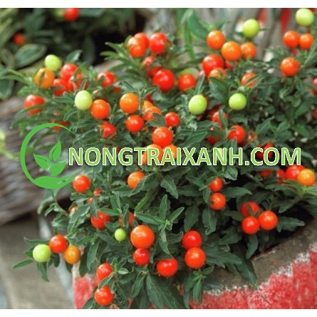 30H - HẠT GIỐNG ỚT QUẢ TRÒN