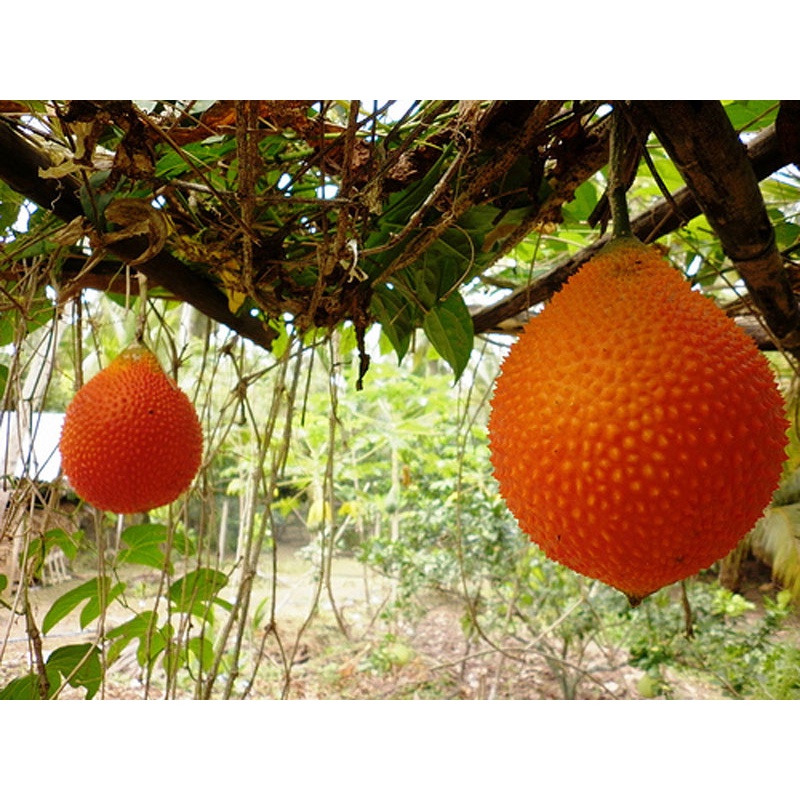 HẠT GIỐNG QUẢ GẤC TỐT CHO SỨC KHỎE- 1 gói