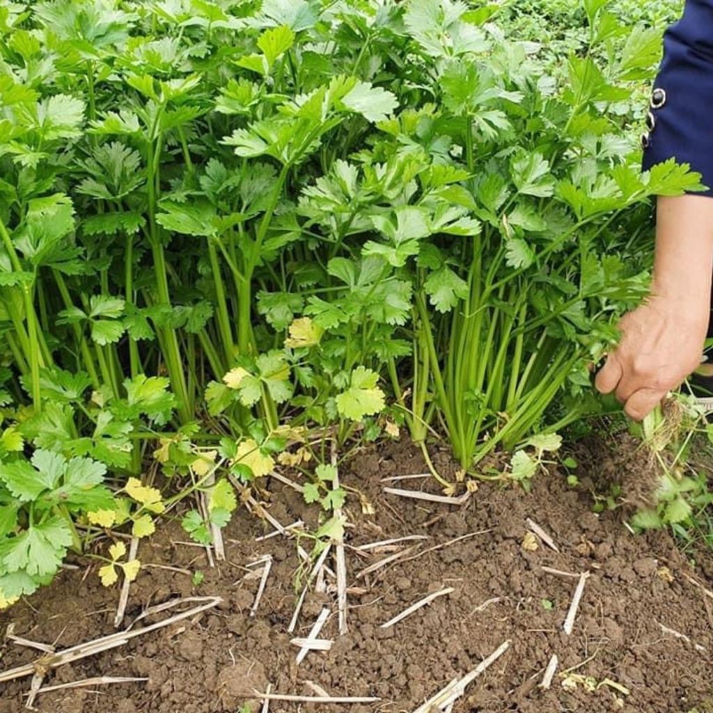 Bột Cần Tây Sấy Lạnh Handmade  Hộp 500gr | BigBuy360 - bigbuy360.vn