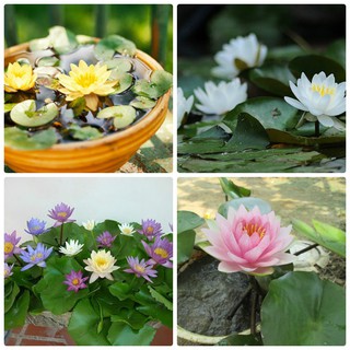 Set 5 Hạt Hoa Súng Mini Thái Lan
