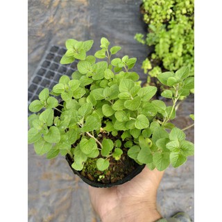 Cây kinh giới - Oregano