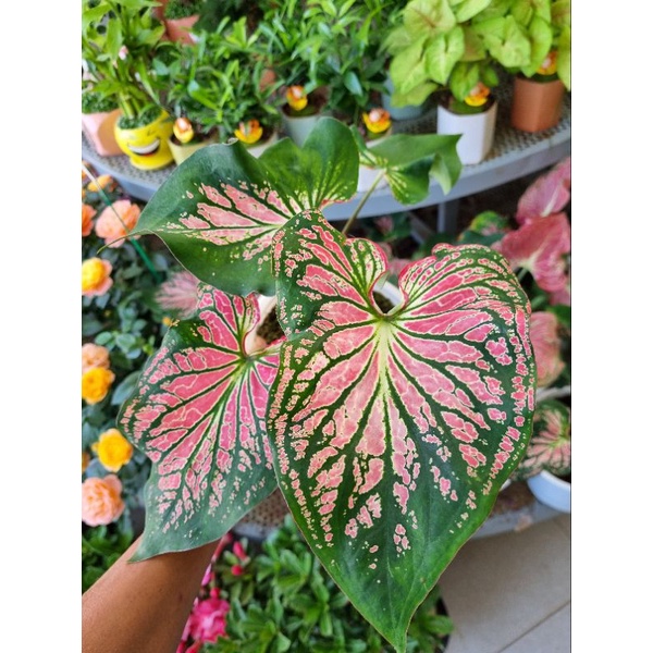 Cây môn Thiên Nga - caladium
