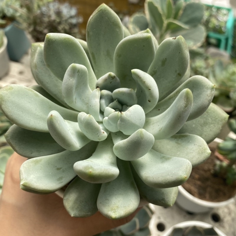 SEN ĐÁ SỎI MẬP ĐẦU NHỌN PHẤN TRẮNG CHẬU TO 10cm