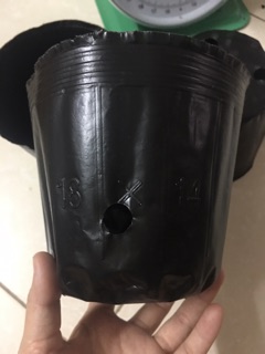 1kg bầu ươm cây size nhỡ