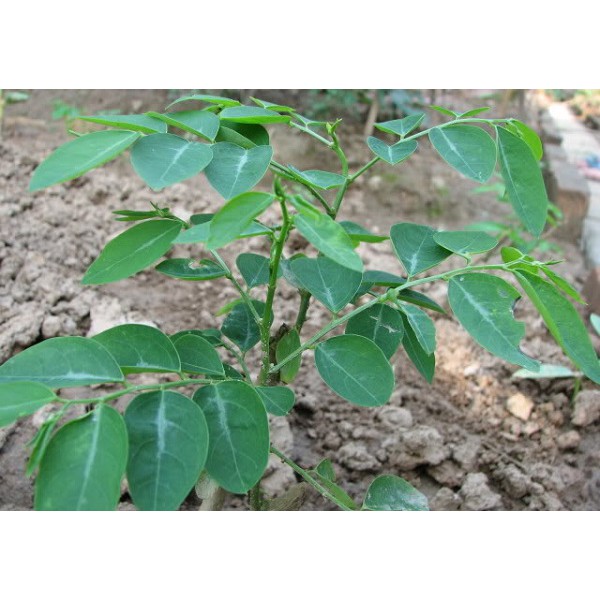 1Gr hạt giống rau ngót Rạng Đông