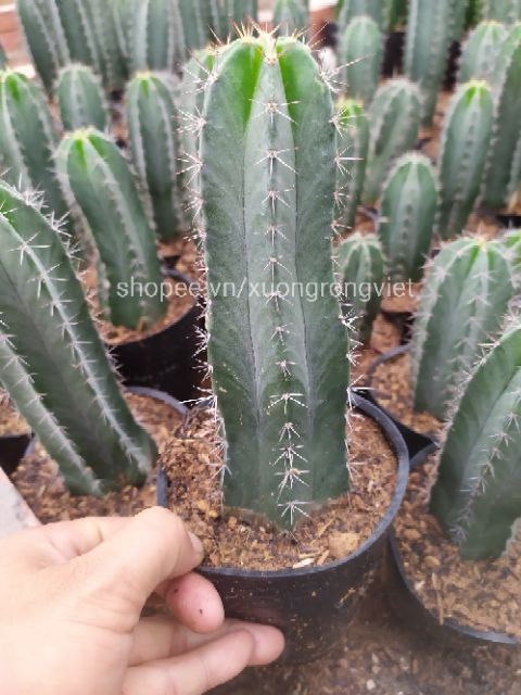 Xương rồng Paramao cao 20-22cm