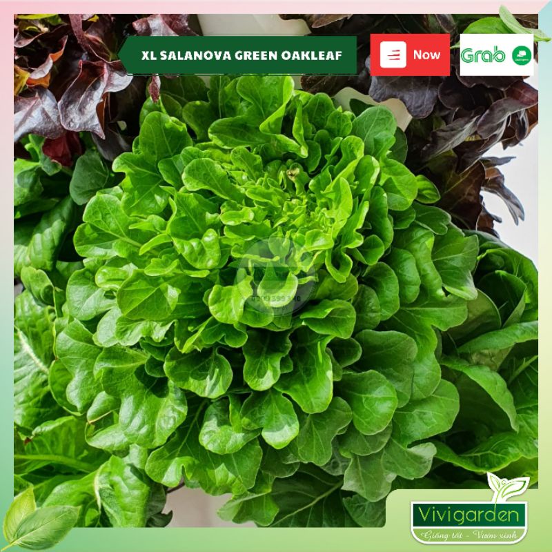 Combo 50 hạt giống xà lách bọc men cao cấp Salanova Johnny Seeds Mỹ siêu ngon giòn ngọt và đẹp