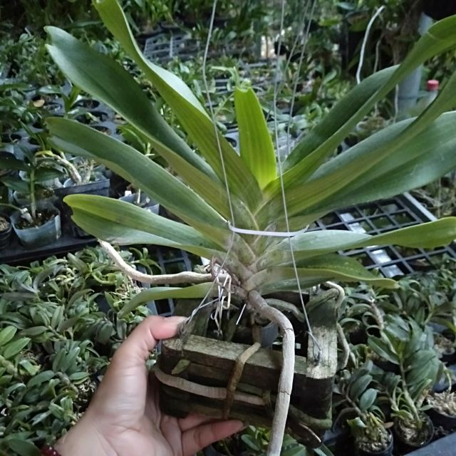 Đai châu lá mít hồng sen
