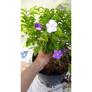 Cây Lài Nhật ( Nhài Nhật)