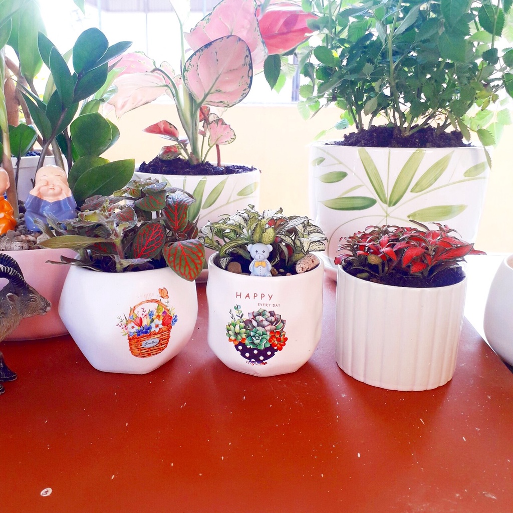 Cây cẩm nhung Fittonia, lá may mắn nhiều màu đẹp